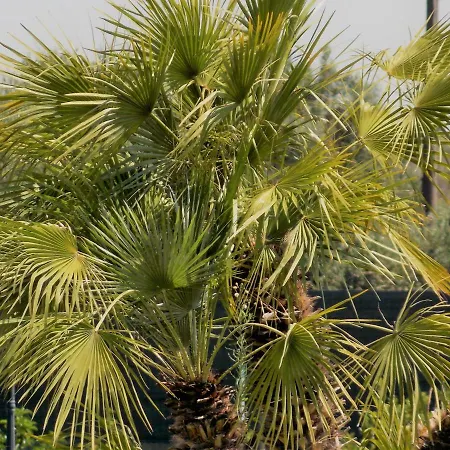Mediterraneum Leverano
